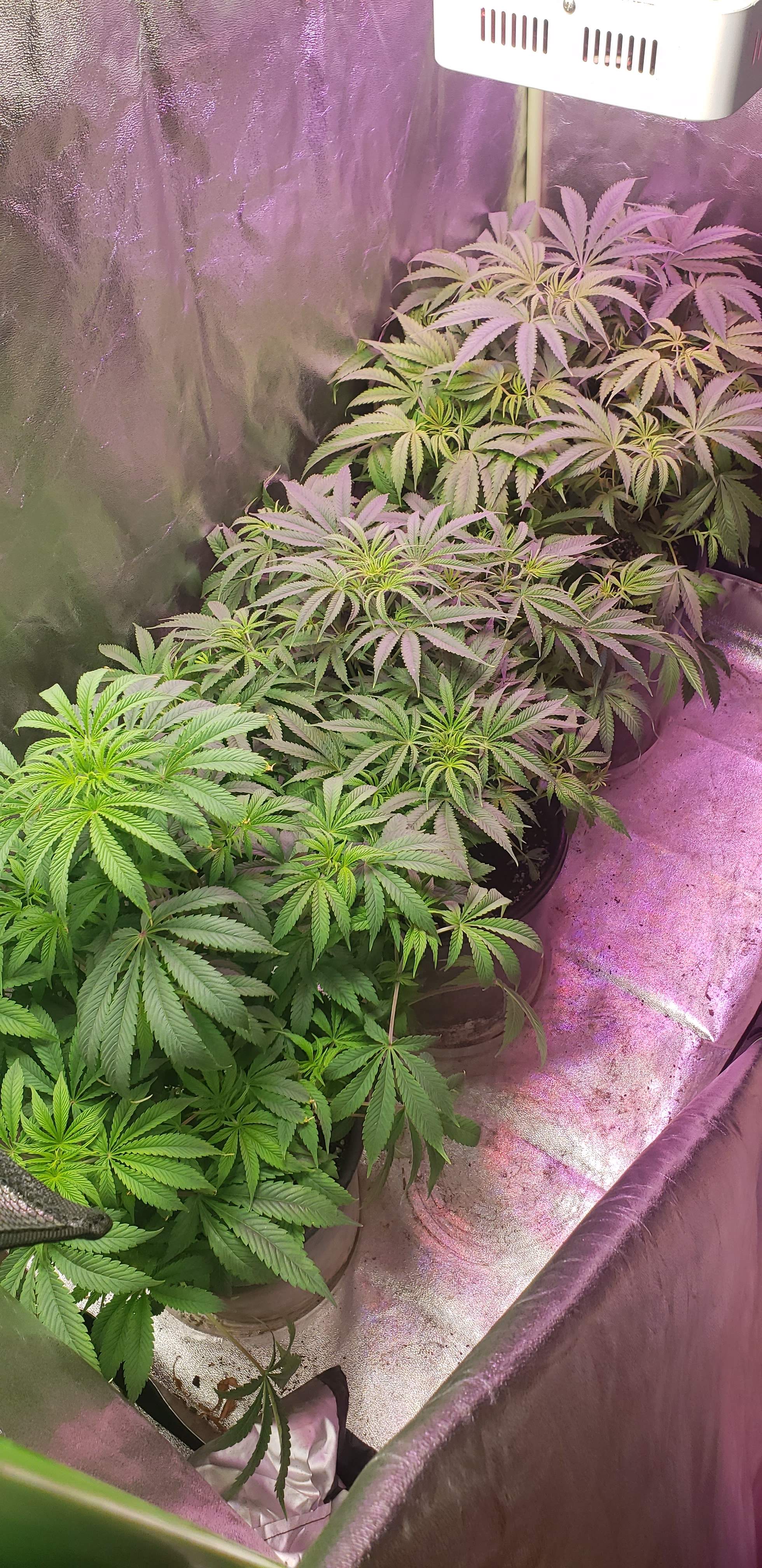 ILGM Girl Scout Cookies Extreme grow diary (journal) week9 by