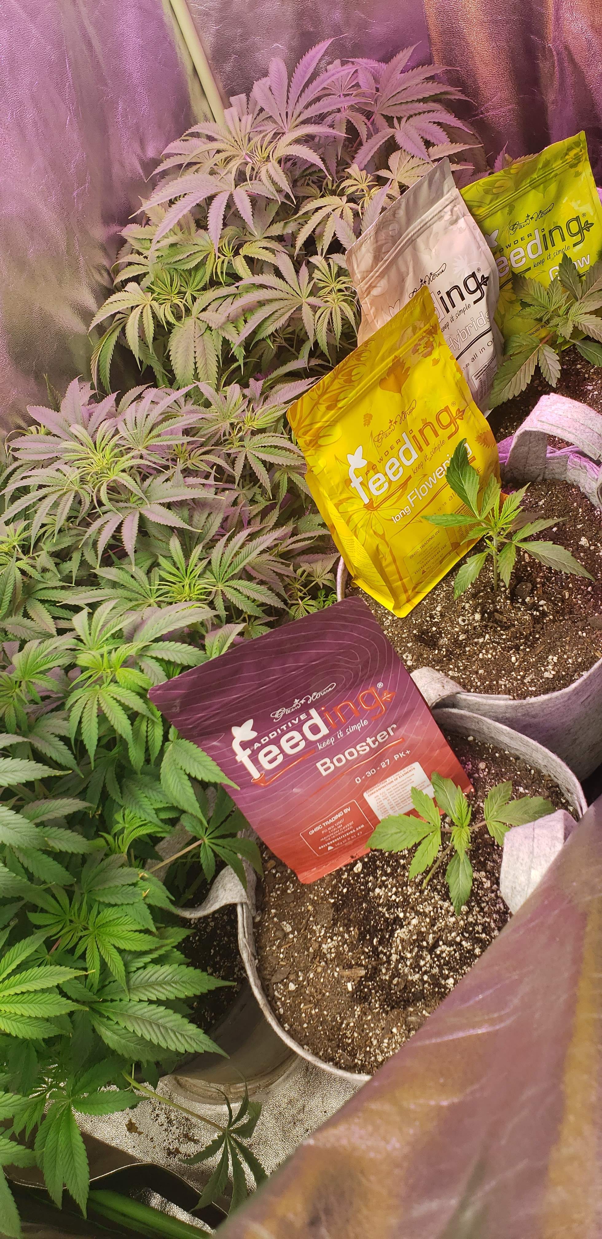 ILGM Girl Scout Cookies Extreme grow diary (journal) week9 by