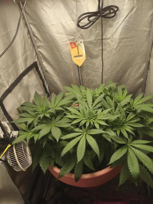 Frenchy grower. Week 3