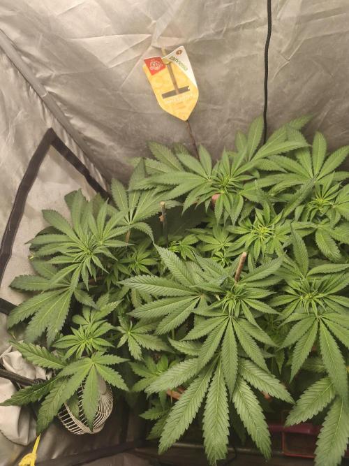 Frenchy grower. Week 3