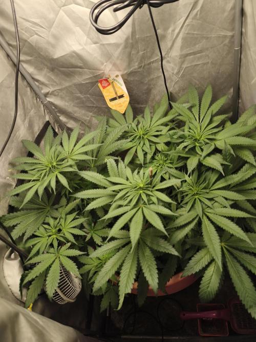 Frenchy grower. Week 3