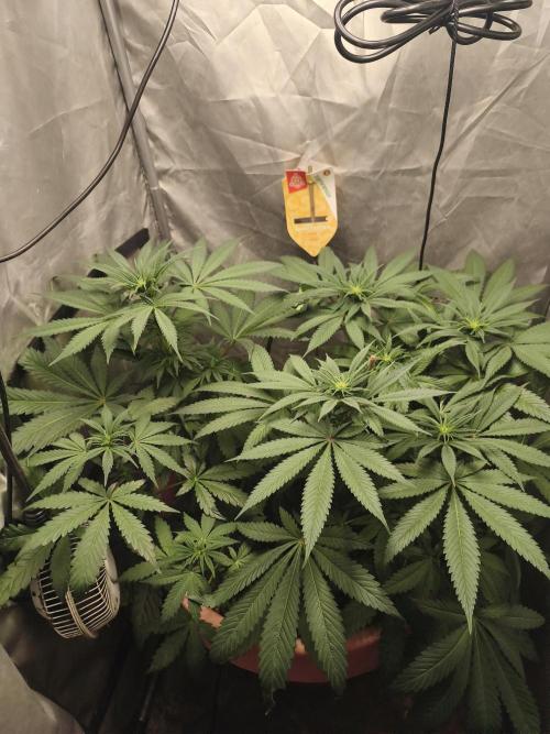 Frenchy grower. Week 3