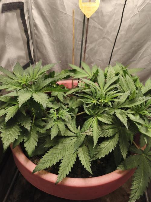 Apple Fritter. Week 3