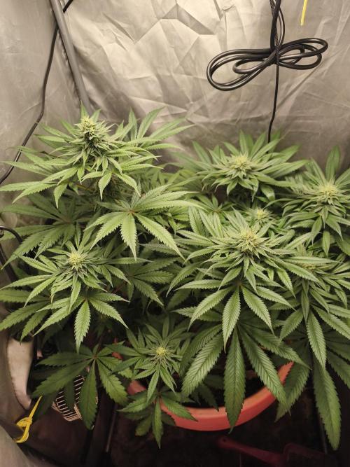 Frenchy grower. Week 7