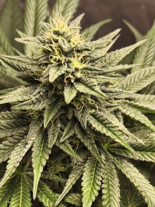 Frenchy grower. Week 7
