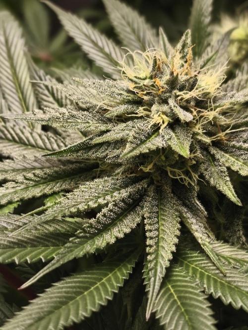 Frenchy grower. Week 7