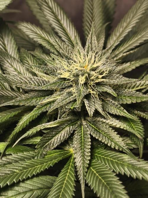 Frenchy grower. Week 7