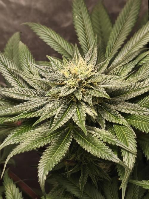 Frenchy grower. Week 7