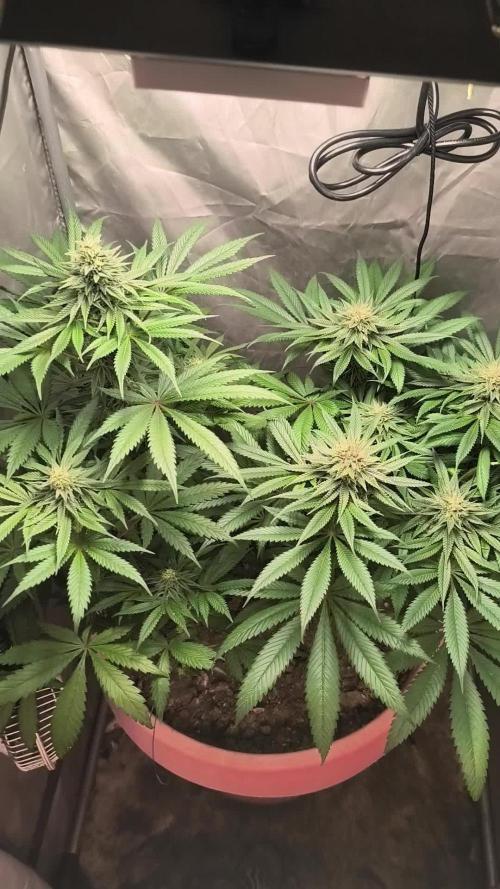Frenchy grower