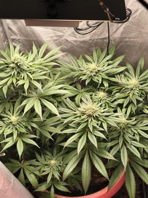 Apple Fritter. Week 7