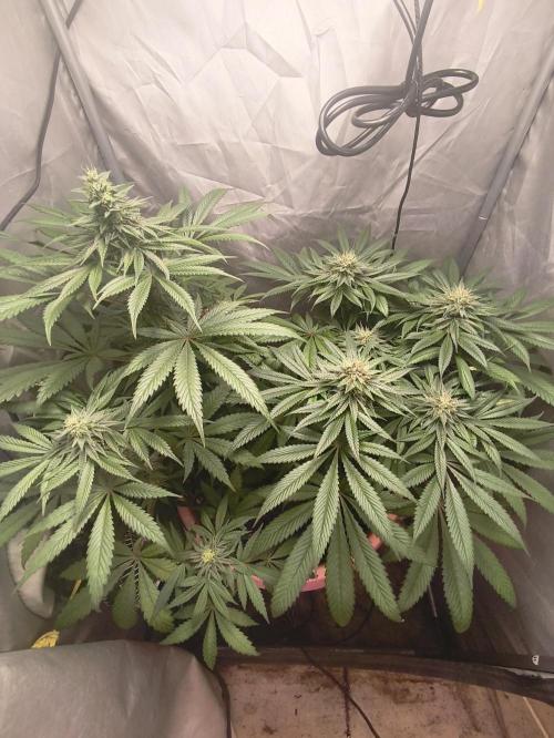 Frenchy grower. Week 8