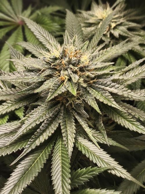 Apple Fritter. Week 8