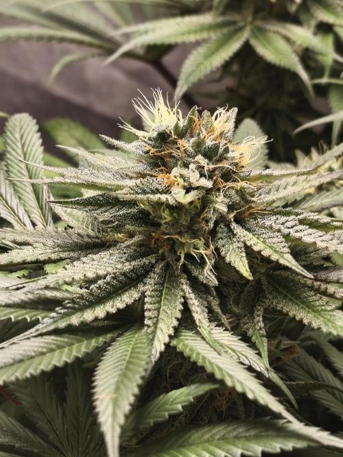 Frenchy grower. Week 9