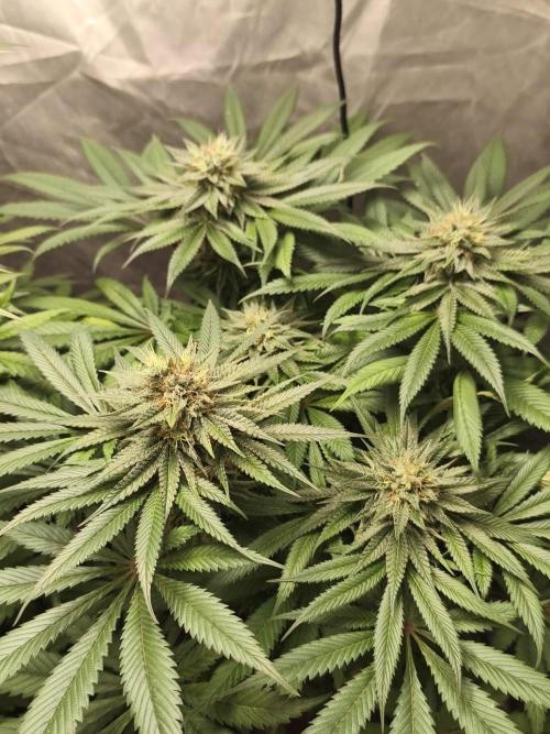 Frenchy grower. Week 9