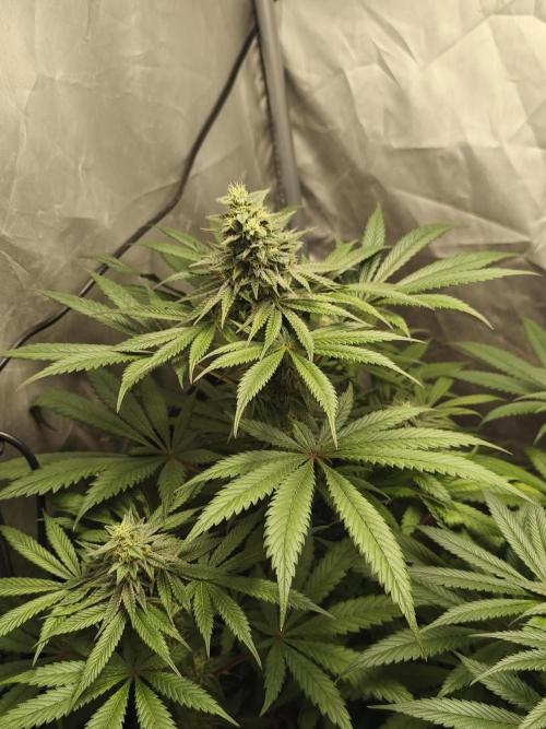 Frenchy grower. Week 9