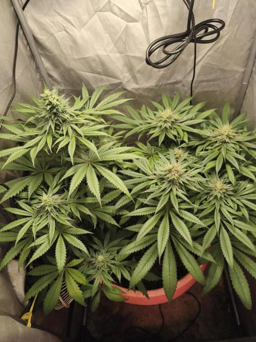 Apple Fritter. Week 9