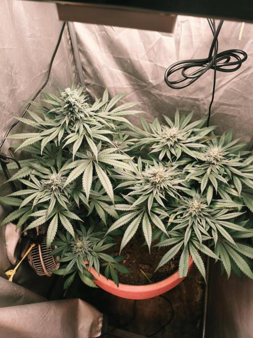 Frenchy grower. Week 10
