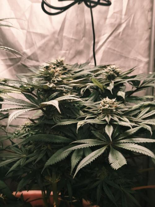 Frenchy grower. Week 10