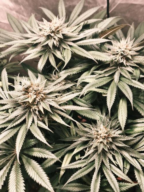 Frenchy grower. Week 10