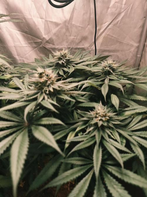 Apple Fritter. Week 10