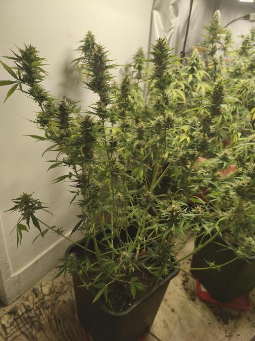 Grow Tent 120x60x150. Week 8