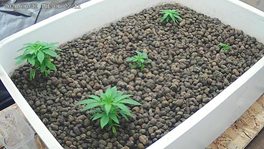 Hydro. Week 3