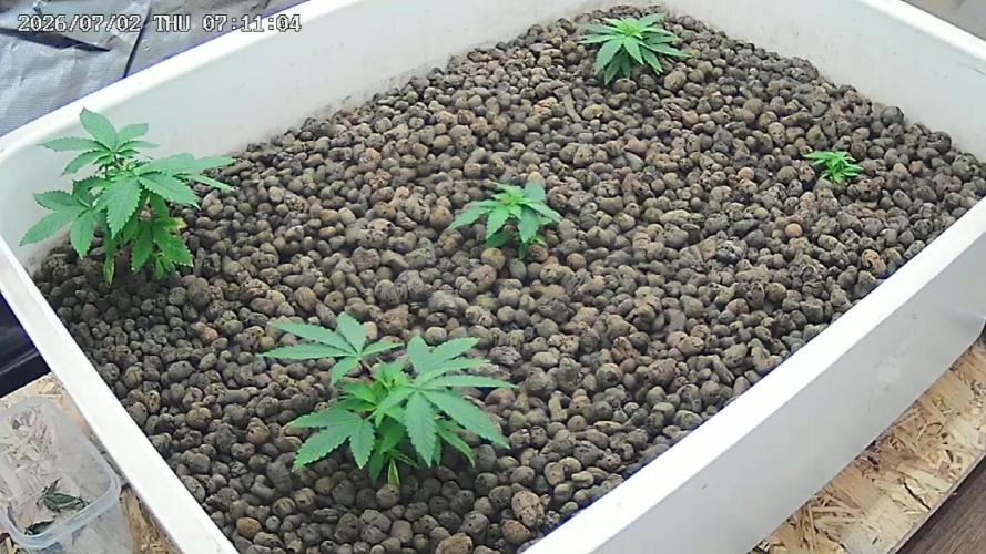 Super Lemon Haze X Pink Candy. Week 3