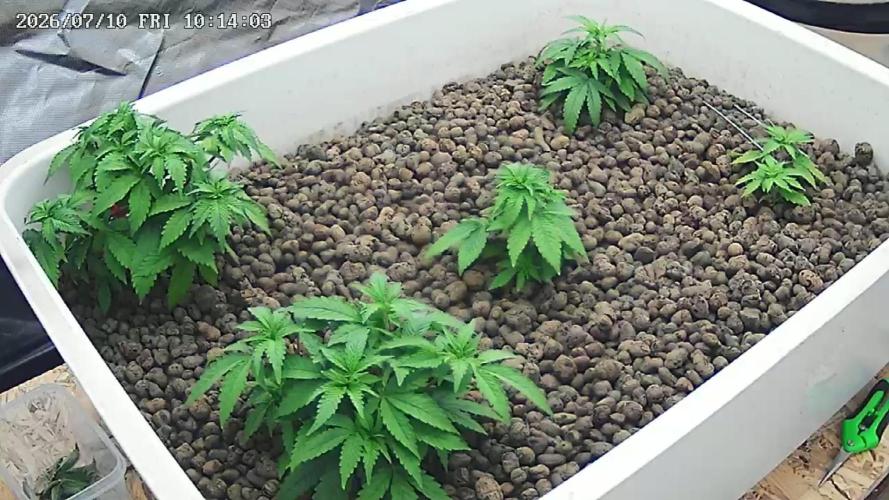 Super Lemon Haze X Pink Candy. Week 4
