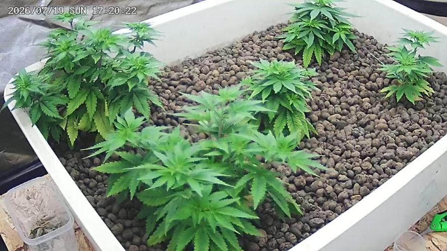 Super Lemon Haze X Pink Candy. Week 5