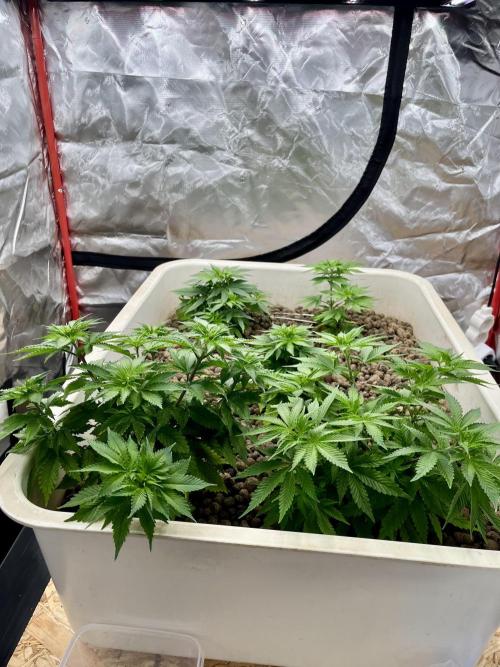 Hydro. Week 5