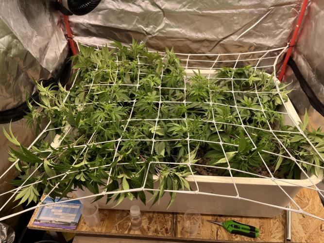 Hydro. Week 6