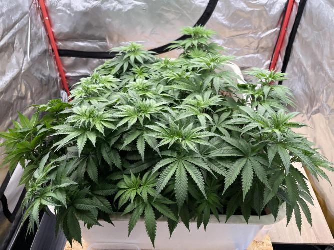 Hydro. Week 6