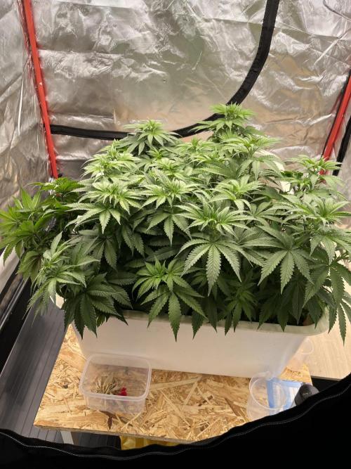 Hydro. Week 6