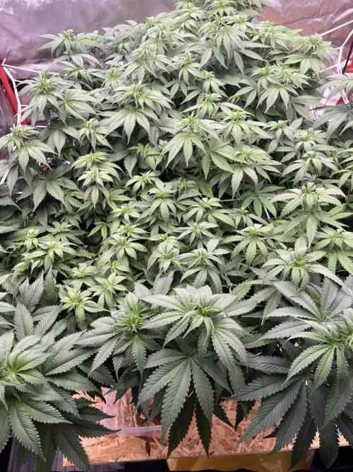 Hydro. Week 7