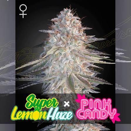 Super Lemon Haze X Pink Candy. Week 1