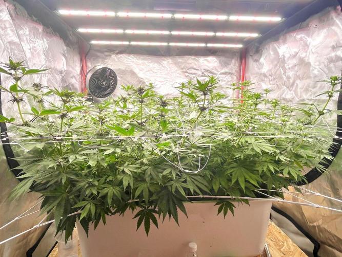 Hydro. Week 8