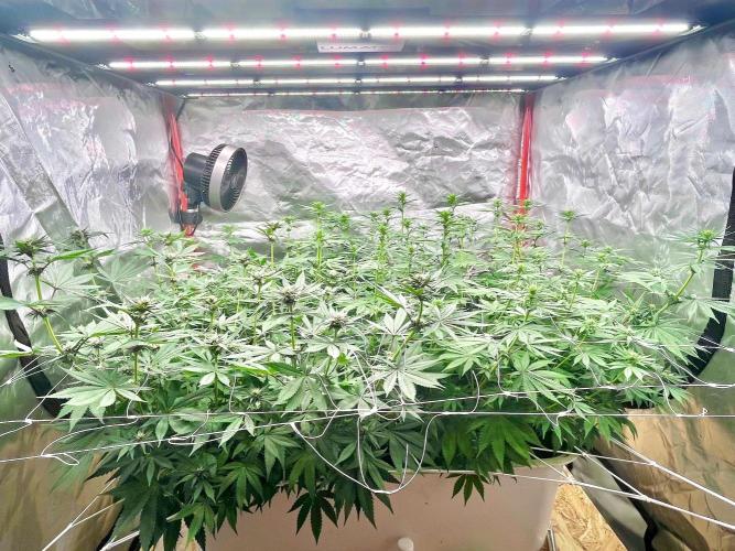 Hydro. Week 8