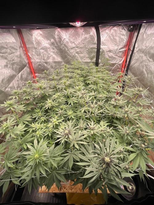 Hydro. Week 8