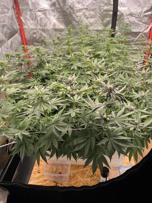 Hydro. Week 8