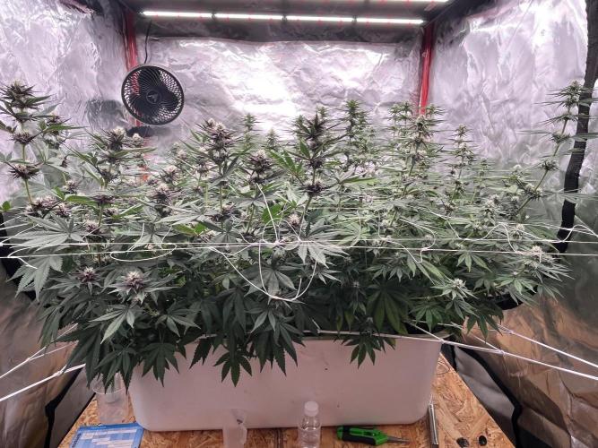 Hydro. Week 9