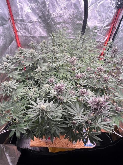 Hydro. Week 9