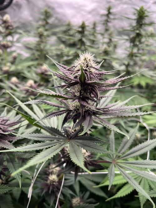 Hydro. Week 9