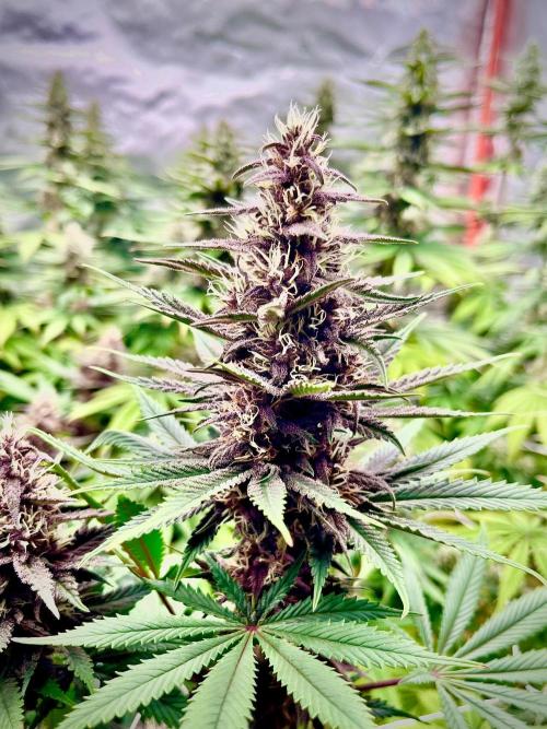 Hydro. Week 10