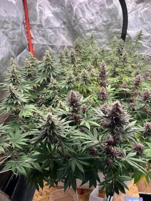 Hydro. Week 10