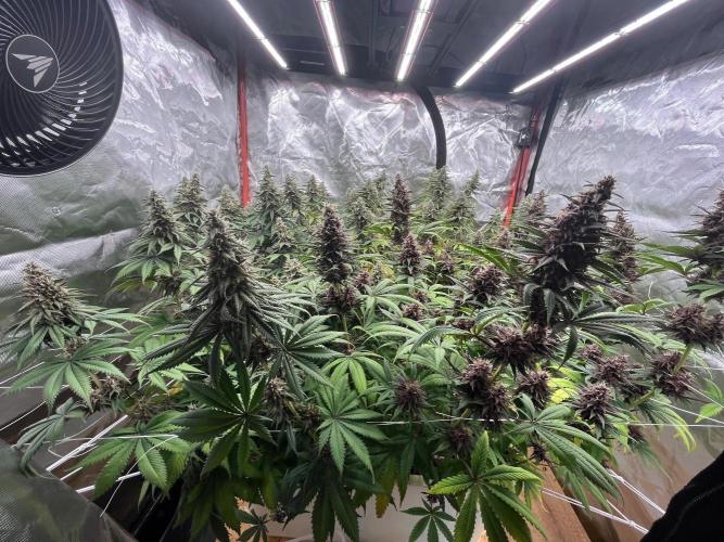 Hydro. Week 11