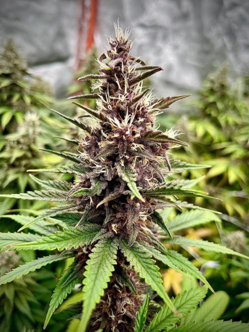 Hydro. Week 11