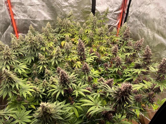 Hydro. Week 11