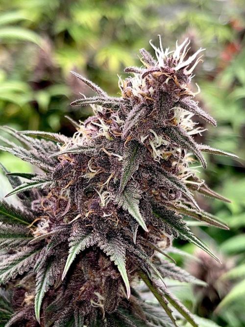 Hydro. Week 11