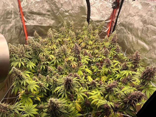 Hydro. Week 12