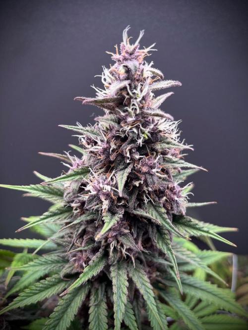 Hydro. Week 12